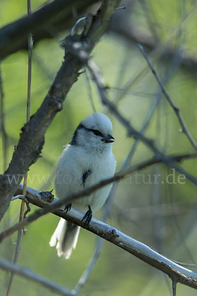 Lasurmeise (Parus cyanus)