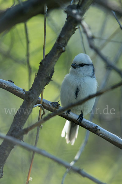 Lasurmeise (Parus cyanus)