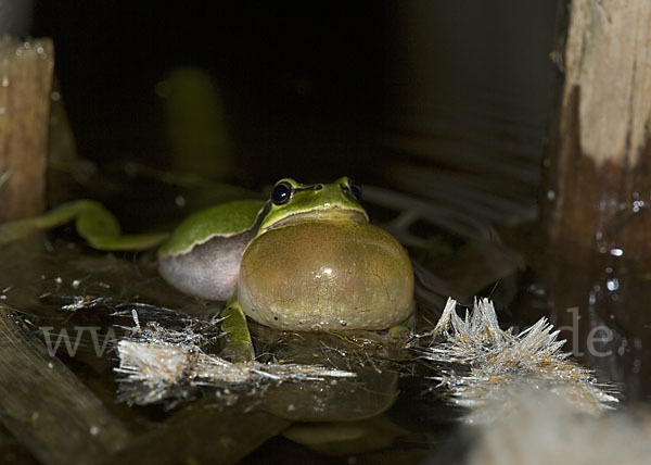 Laubfrosch (Hyla arborea)