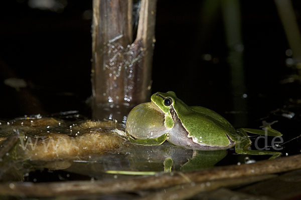 Laubfrosch (Hyla arborea)