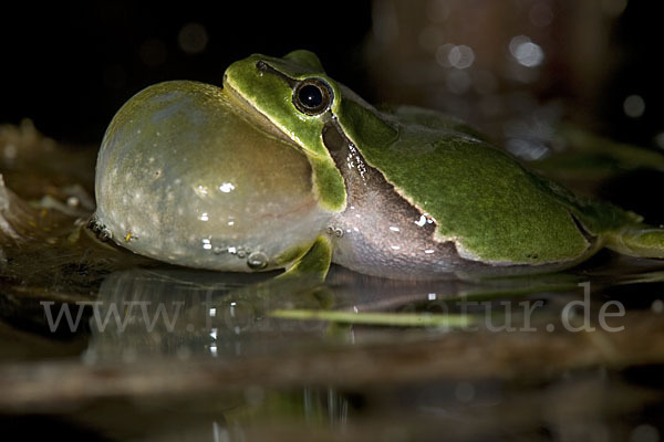 Laubfrosch (Hyla arborea)