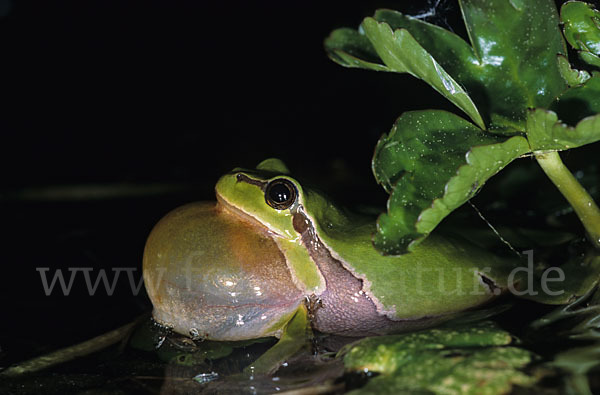 Laubfrosch (Hyla arborea)