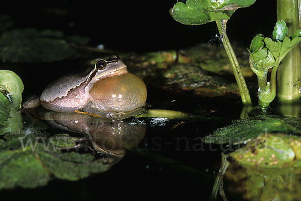 Laubfrosch (Hyla arborea)