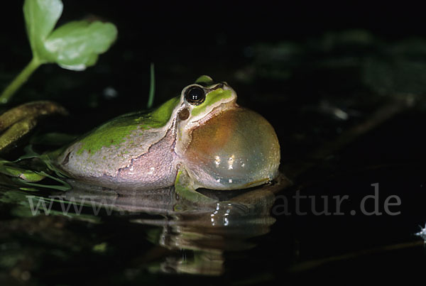 Laubfrosch (Hyla arborea)