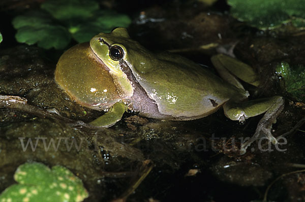 Laubfrosch (Hyla arborea)