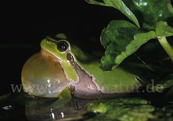 Laubfrosch (Hyla arborea)