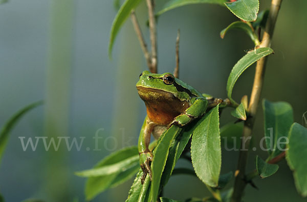 Laubfrosch (Hyla arborea)