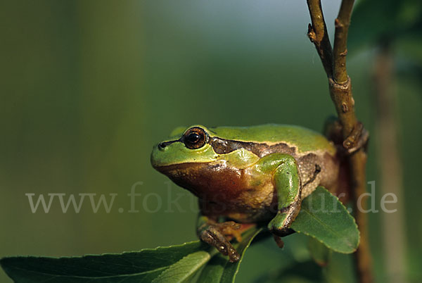 Laubfrosch (Hyla arborea)