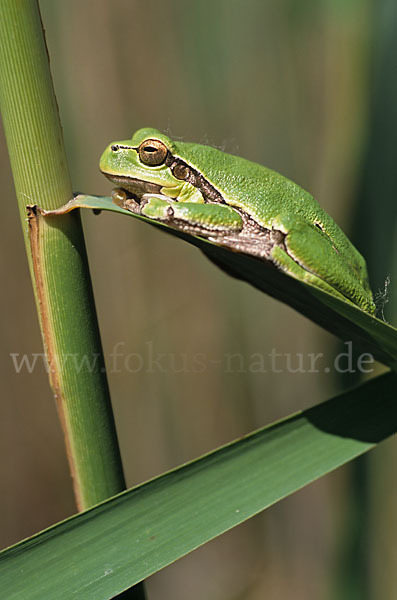 Laubfrosch (Hyla arborea)