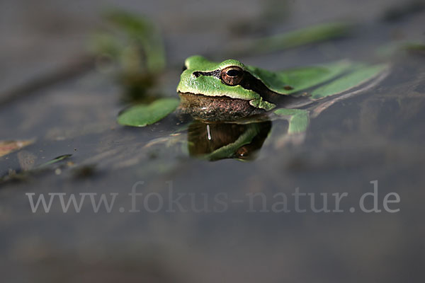 Laubfrosch (Hyla arborea)