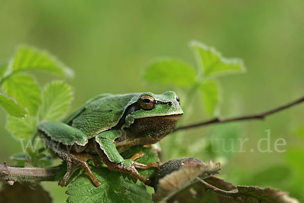 Laubfrosch (Hyla arborea)