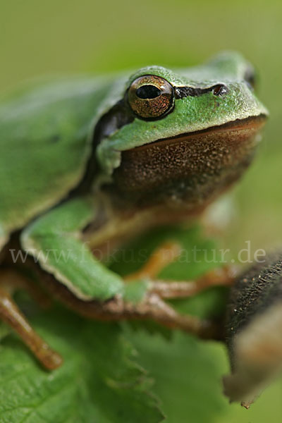 Laubfrosch (Hyla arborea)