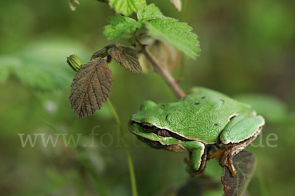 Laubfrosch (Hyla arborea)