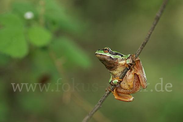 Laubfrosch (Hyla arborea)