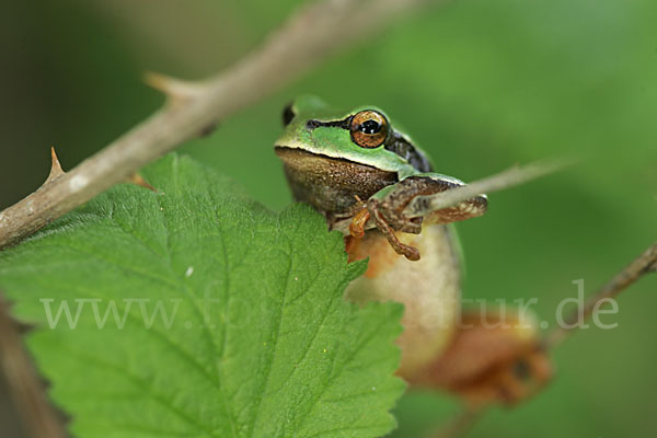 Laubfrosch (Hyla arborea)