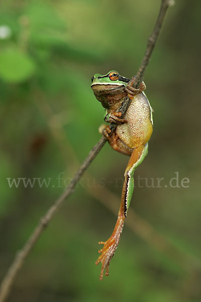 Laubfrosch (Hyla arborea)