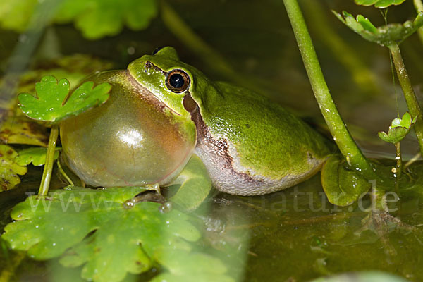 Laubfrosch (Hyla arborea)