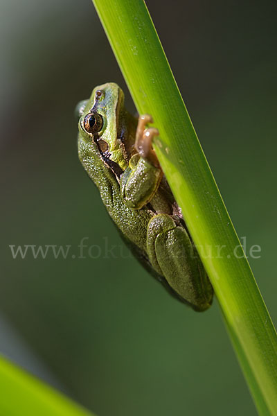 Laubfrosch (Hyla arborea)