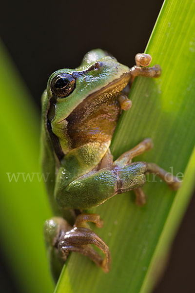 Laubfrosch (Hyla arborea)
