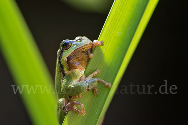 Laubfrosch (Hyla arborea)