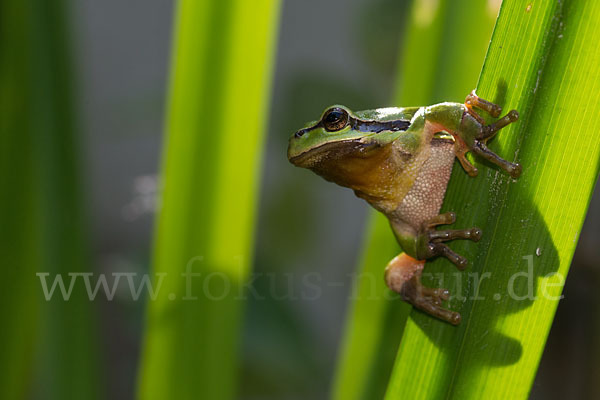 Laubfrosch (Hyla arborea)