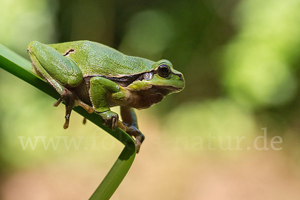 Laubfrosch (Hyla arborea)