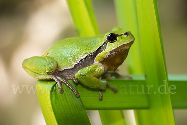 Laubfrosch (Hyla arborea)