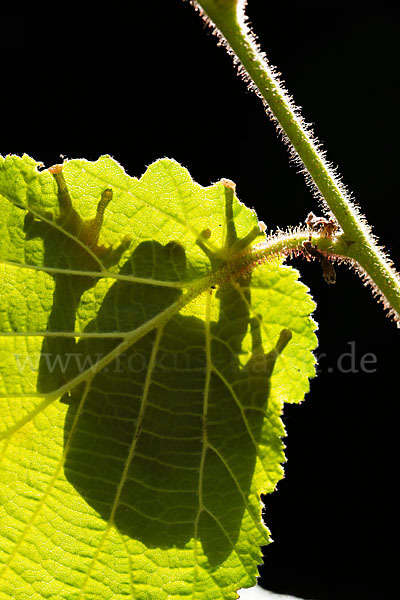 Laubfrosch (Hyla arborea)