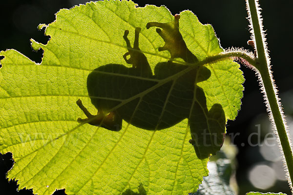 Laubfrosch (Hyla arborea)