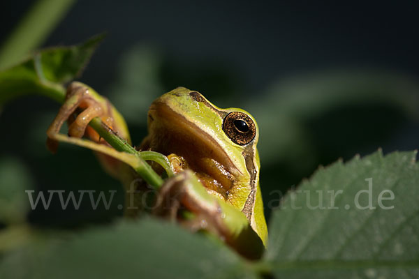 Laubfrosch (Hyla arborea)