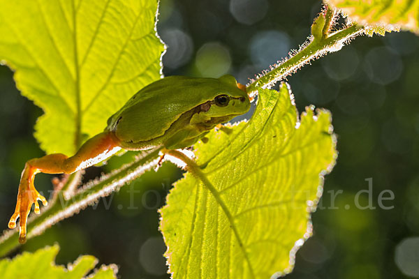 Laubfrosch (Hyla arborea)