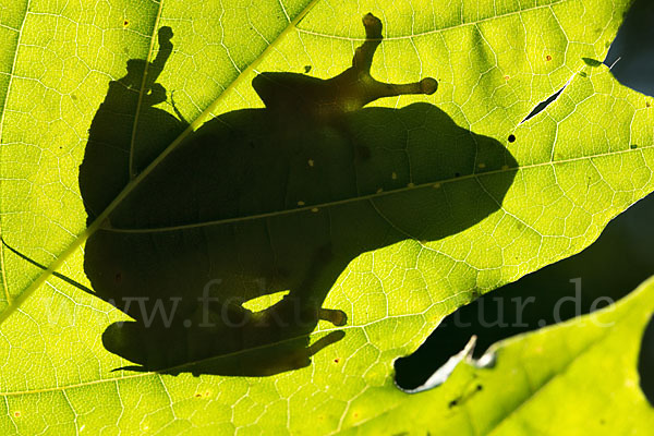 Laubfrosch (Hyla arborea)