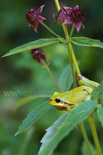 Laubfrosch (Hyla arborea)