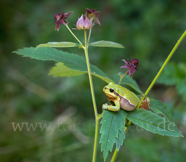 Laubfrosch (Hyla arborea)