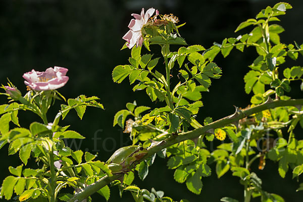 Laubfrosch (Hyla arborea)