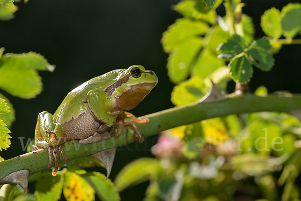 Laubfrosch (Hyla arborea)