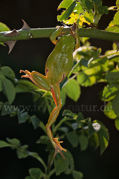 Laubfrosch (Hyla arborea)