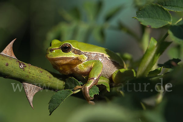 Laubfrosch (Hyla arborea)