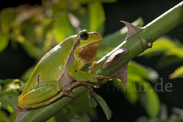 Laubfrosch (Hyla arborea)