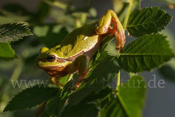 Laubfrosch (Hyla arborea)