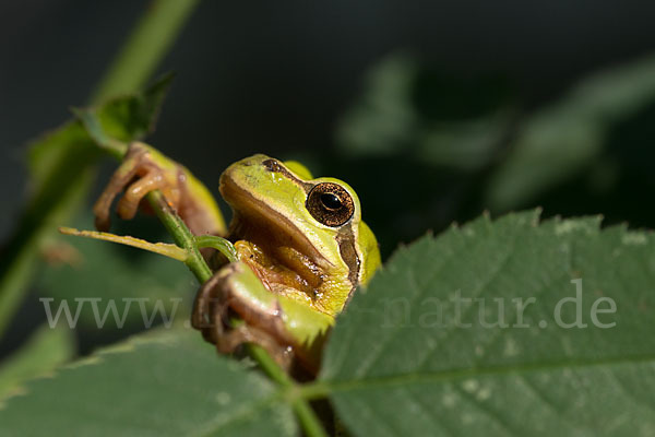 Laubfrosch (Hyla arborea)