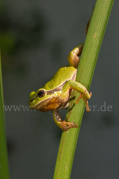 Laubfrosch (Hyla arborea)