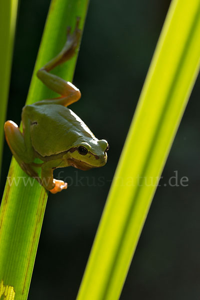 Laubfrosch (Hyla arborea)