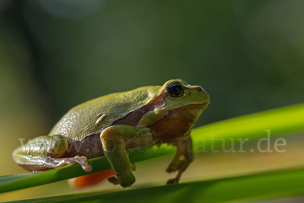 Laubfrosch (Hyla arborea)