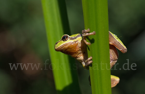 Laubfrosch (Hyla arborea)