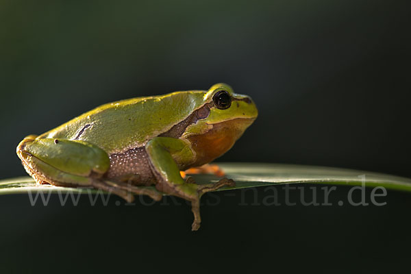 Laubfrosch (Hyla arborea)