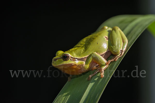 Laubfrosch (Hyla arborea)