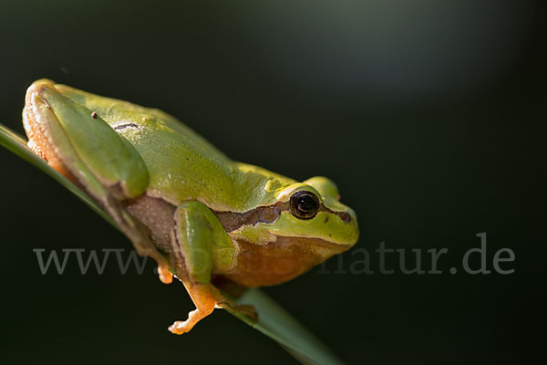 Laubfrosch (Hyla arborea)