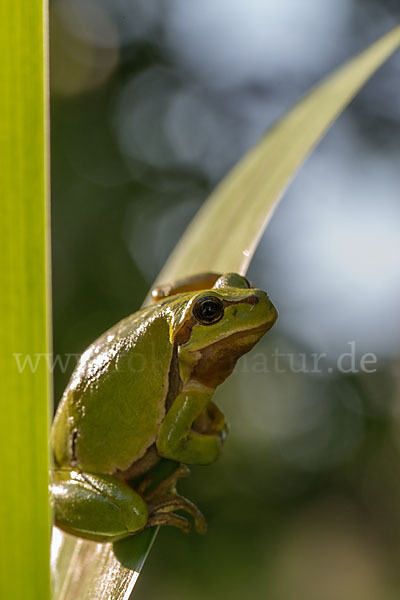 Laubfrosch (Hyla arborea)