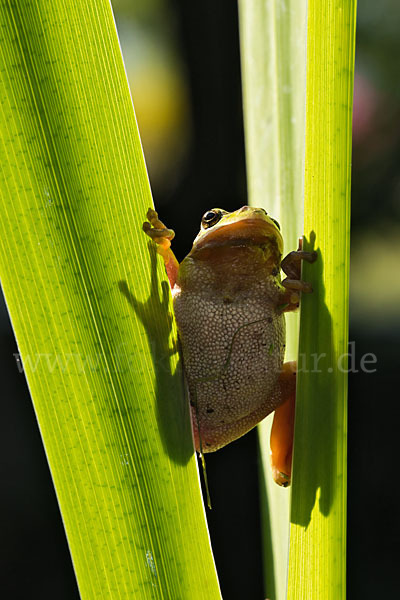 Laubfrosch (Hyla arborea)